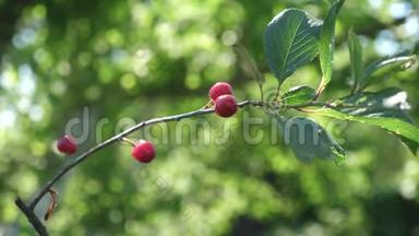 红樱桃树枝上挂着一对美味的浆果，特写.. 夏季有成熟红浆果的樱桃园