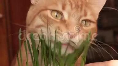 红猫吃燕麦嫩芽