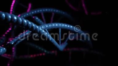 3D在黑色背景下呈现旋转DNA分子的可循环动画。 生物、生物技术、化学、科学、医学