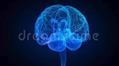 旋转人脑。 发光蓝<strong>光线</strong>的人脑模型.. <strong>三维</strong>无缝循环运动动画神经元