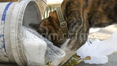 无家可归的虎色狗正在街上的垃圾桶里寻找食物.. <strong>流浪动物</strong>的问题