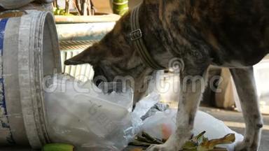 无家可归的虎色狗正在街上的垃圾桶里寻找食物.. 流浪动物的问题
