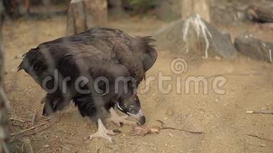 黑秃鹫吃普雷