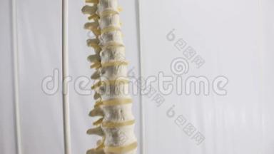 脊柱人体椎骨平面虚拟结构