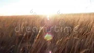 光环：日落时金色的草地。 镜头穿过麦穗，走向天边的夕阳.. 它