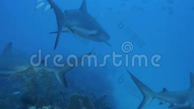 加勒比海潜水者附近漂浮着许多暗礁鲨鱼