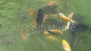 锦鲤鱼和鲤鱼在池塘里吃。