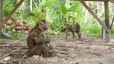 可爱的猴子工人休息从椰子收获收集。 <strong>圈养</strong>上使用动物劳动.. 农场