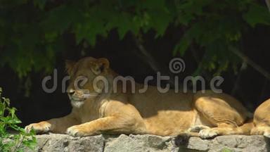 狮子睡觉或休息，闭着眼睛在动物园的岩石上。 欣赏树上的影子。