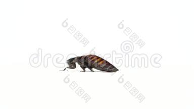 马达加斯加蟑螂<strong>跑到</strong>一边。 白色背景。 侧视图