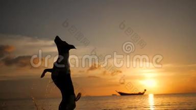 美丽快乐的年轻女子与杰克罗素狗在海滩玩在惊人的日落。 泰国Koh Phangan。 高清高清
