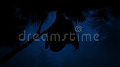 <strong>夜晚森林</strong>中<strong>的</strong>蝙蝠挂在树上