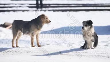 冬天在雪地上无家可归的狗。 流浪狗的问题。 一群流浪狗