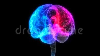 旋转人脑。 发光蓝光线的人脑模型.. 三维无缝循环运动动画神经元