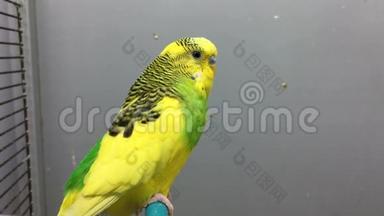 黄绿色鹦鹉坐在横梁上
