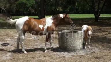 在奥卡拉的一个训练场，一匹涂了油漆的小马和她的小马驹