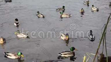很多鸭子和鸭子一起在池塘里游泳。