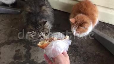 无家可归的脏猫在冬天寒冷的时候在外面吃东西。 人类喂养猫的流浪动物。 无家可归的猫