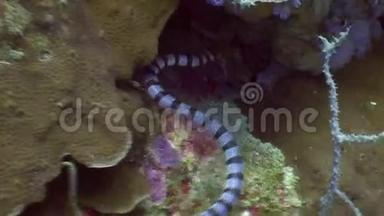 菲律宾野生动物海洋中红色珊瑚中的海蛇。