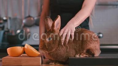 女人在桌子上抚摸兔子。 棕色兔子嗅着橙色的水果。 布朗兔兔
