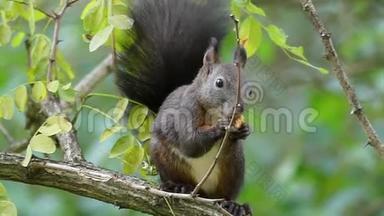 一只黑松鼠在邋遢的树枝上吃一颗裂开的坚果