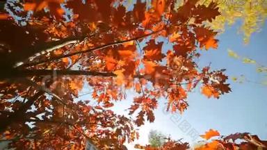 秋天公园有红叶，红叶在阳光明媚的日子。 阳光透过树叶. 这就是