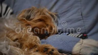 毛茸茸的老狗睡在电视遥控器旁边的沙发上。 宠物狗在室内，毛茸茸的慢动作视频