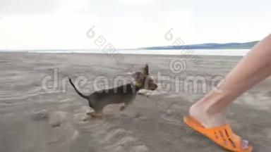 两只狗在海滩上一起跑。