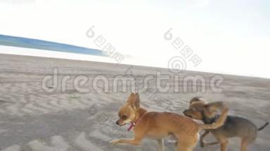 两只狗在海滩上<strong>一起跑</strong>。