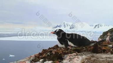 在南极半岛的海洋和山脉背景下，古图企鹅坐在悬崖上