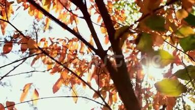 阳光透过微风吹拂的落叶