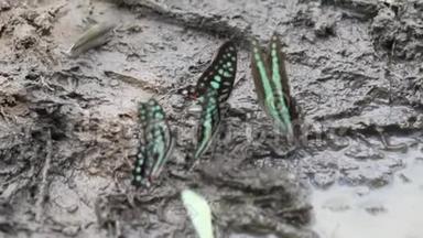 五彩缤纷的蝴蝶在泥泞的地面上