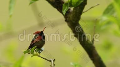 热带雨林中的鸟类，特立尼达和多巴哥，热带雨林中的鸟类，雨中栖息在树枝上