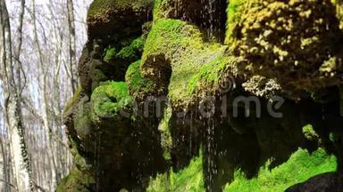 泉水从苔藓的岩石上落下来，滴在绿色的苔藓上。 水滴像银雨一样落下。 纯天然