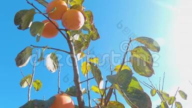 合上树上的柿子果.. 胎中的柿子。 带新鲜柿子水果的花园