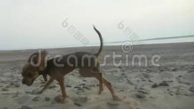 两只狗在海滩上<strong>一起跑</strong>。
