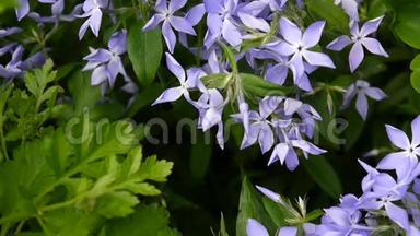 长春花草。 花园里的花坛上盛开着一<strong>朵朵</strong>蓝色的花。 静态摄像机的视频镜头拍摄。