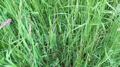 夏季野外活动中的足甲草绿色草地垂直全景摄像机，用稳定摄像机关闭镜头