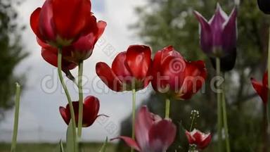 春天花园里一群美丽的花红郁金香的特写镜头。 春天，风吹拂着盛开的郁金香