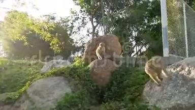 一群猴子在大佛像附近玩耍和娱乐。 泰国普吉岛。