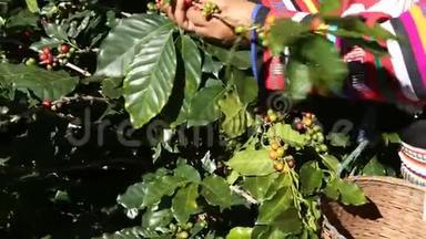 咖啡农收获咖啡豆