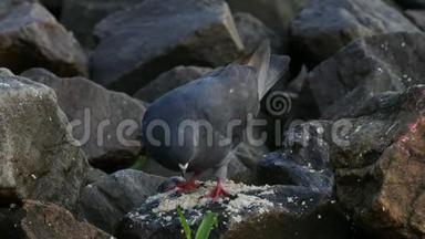 鸽子在河边的岩石吃东西