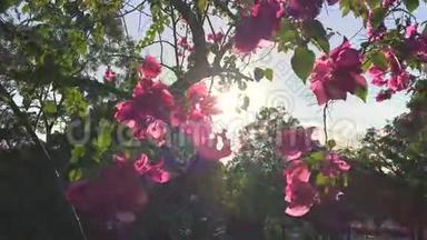 公园里的太阳和蓝天上的<strong>粉红花</strong>。 慢动作花卉高清背景。
