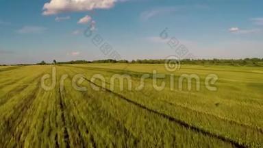 鸟瞰，田野，俄罗斯，<strong>夏季</strong>，黑麦，收获，作物，<strong>2017</strong>年