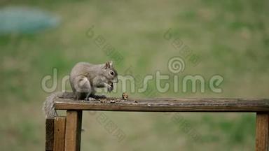 美国松鼠-塔米阿斯基鲁斯胡德森尼，坐在公园里吃东西。