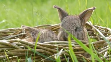 夏天或<strong>春</strong>天，两只每<strong>周</strong>刚出生的小可爱的毛茸茸的小兔子在绿草柳条篮子里