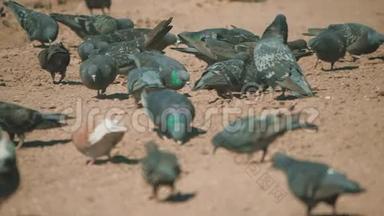 成群的鸽子鸟在地上寻找粮食吃慢动作<strong>视频</strong>。 泥<strong>土</strong>上有许多鸽子在寻找