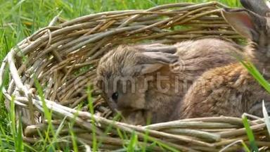 夏天或春天，两只每周刚出生的小可爱的毛茸茸的小兔子在绿草柳条篮子里