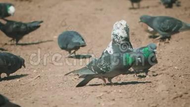 成群的鸽子鸟在地上寻找粮食吃慢动作视频。 泥土上有许多鸽子在寻找