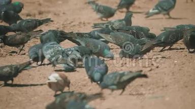 成群的鸽子鸟在地上寻找粮食吃慢动作<strong>视频</strong>。 泥<strong>土</strong>上有许多鸽子在寻找